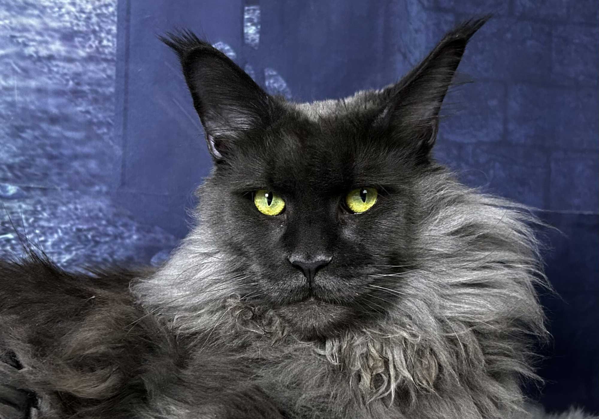 Maine-Coons